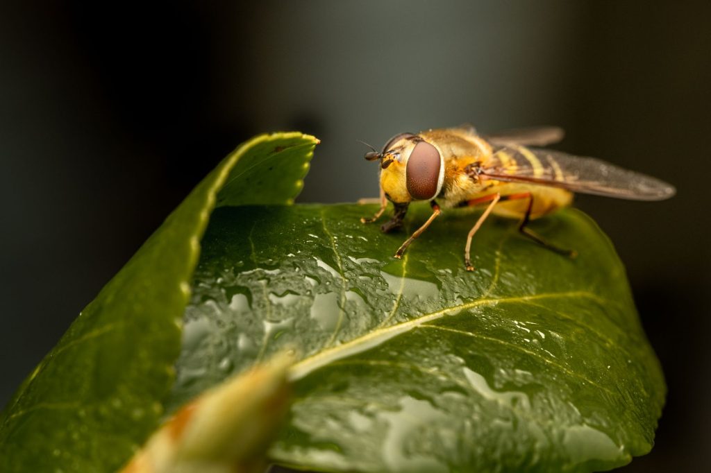 Detailed macro shot of a hoverfly perched on a wet green leaf, showcasing its intricate features. — Beeg.con