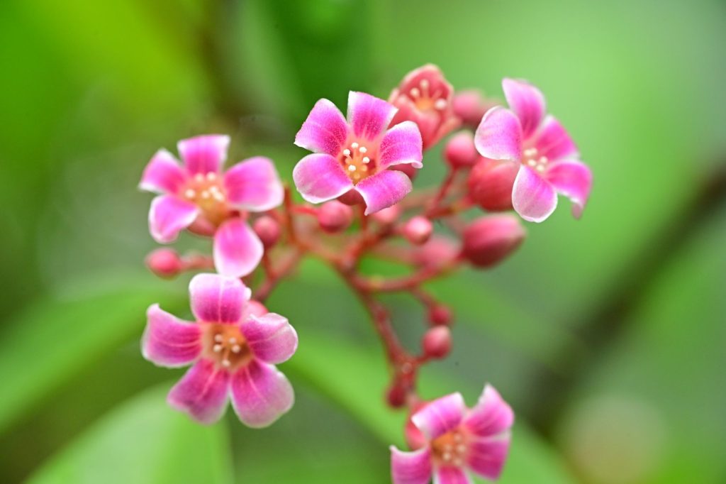 A close-up photo of vibrant pink starfruit blossoms against a blurred green background. — Kantot