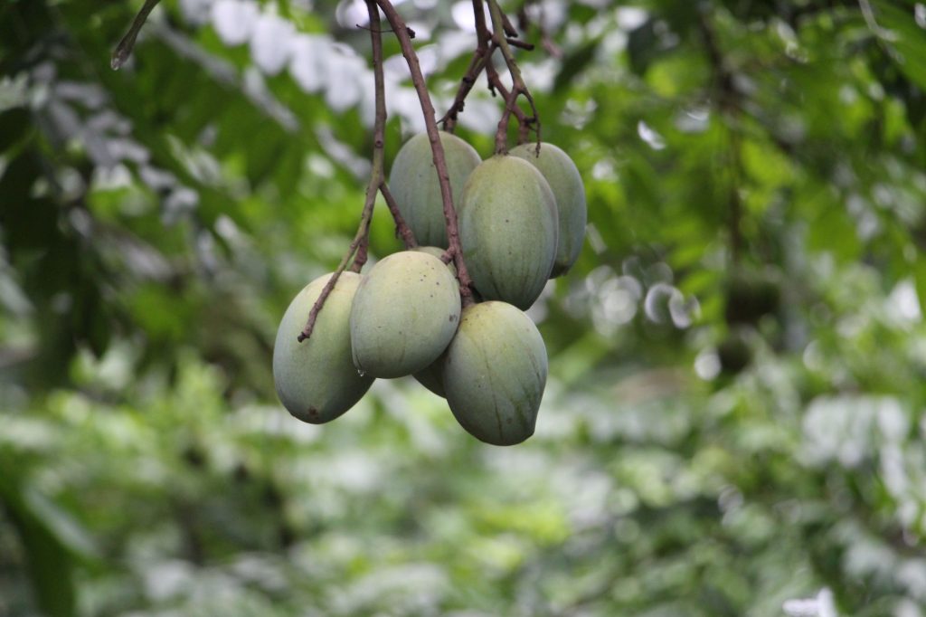 A cluster of unripe mangoes hanging from a tree branch, showcasing the natural growth in tropical Bangladesh. — Kantot