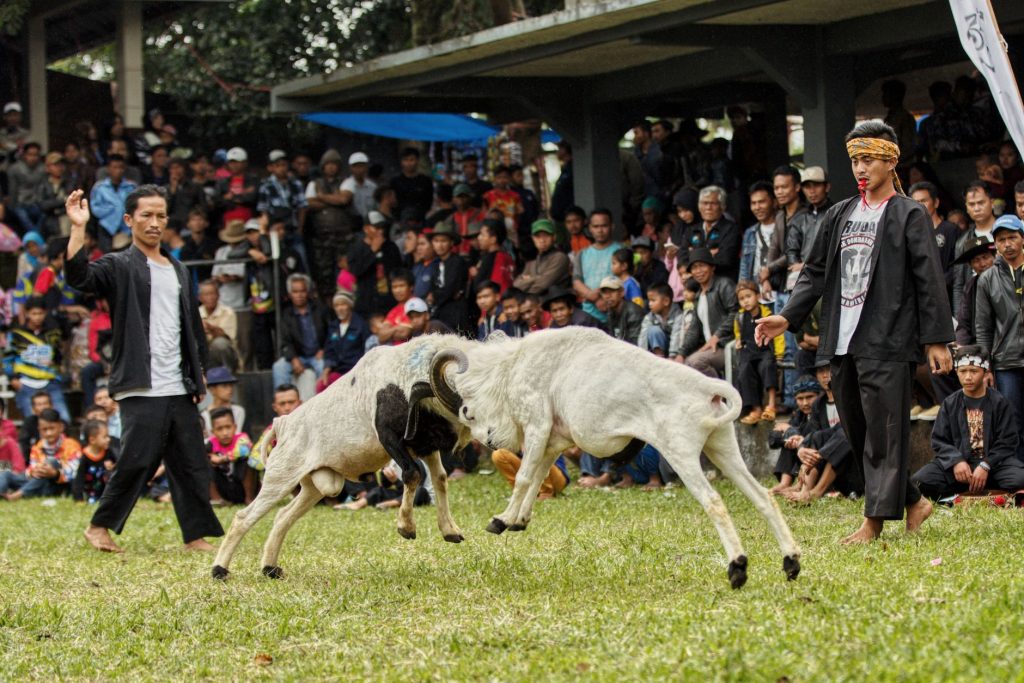 Lively traditional ram fighting event with spectators outdoors, showcasing cultural heritage and crowd excitement. — Pangit