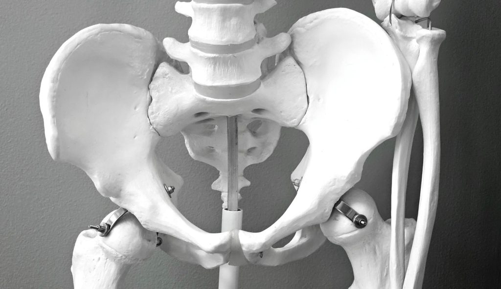 Close-up of a medical model of a human pelvic skeleton, ideal for healthcare and anatomy studies. — To The Bone Lyrics