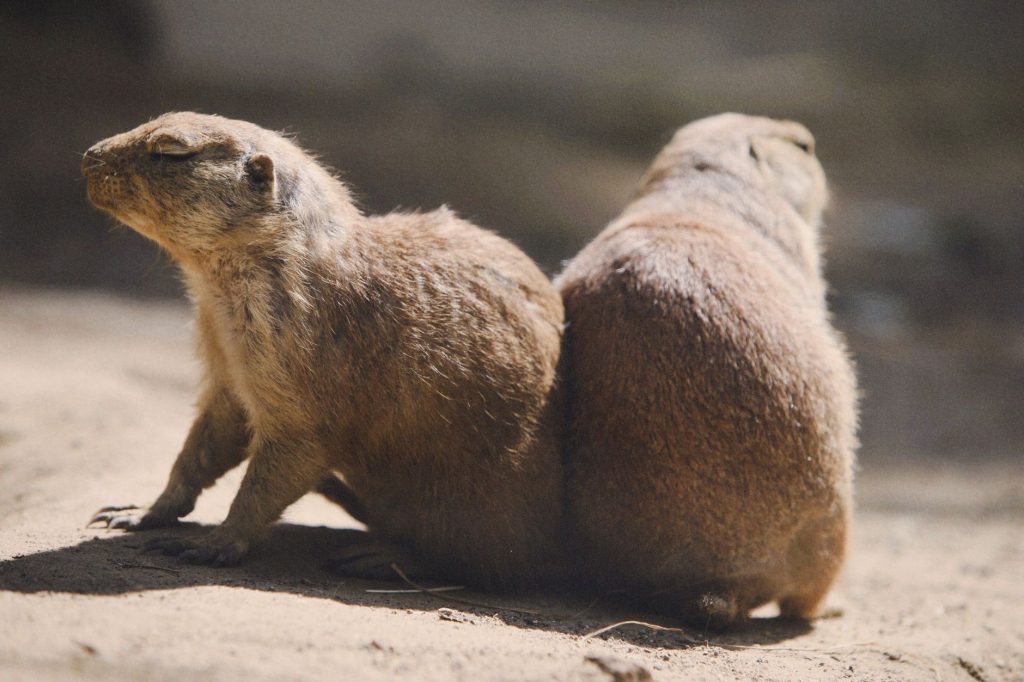Two ground squirrels enjoying sun outdoors in Berlin, Germany. — Xhamster2